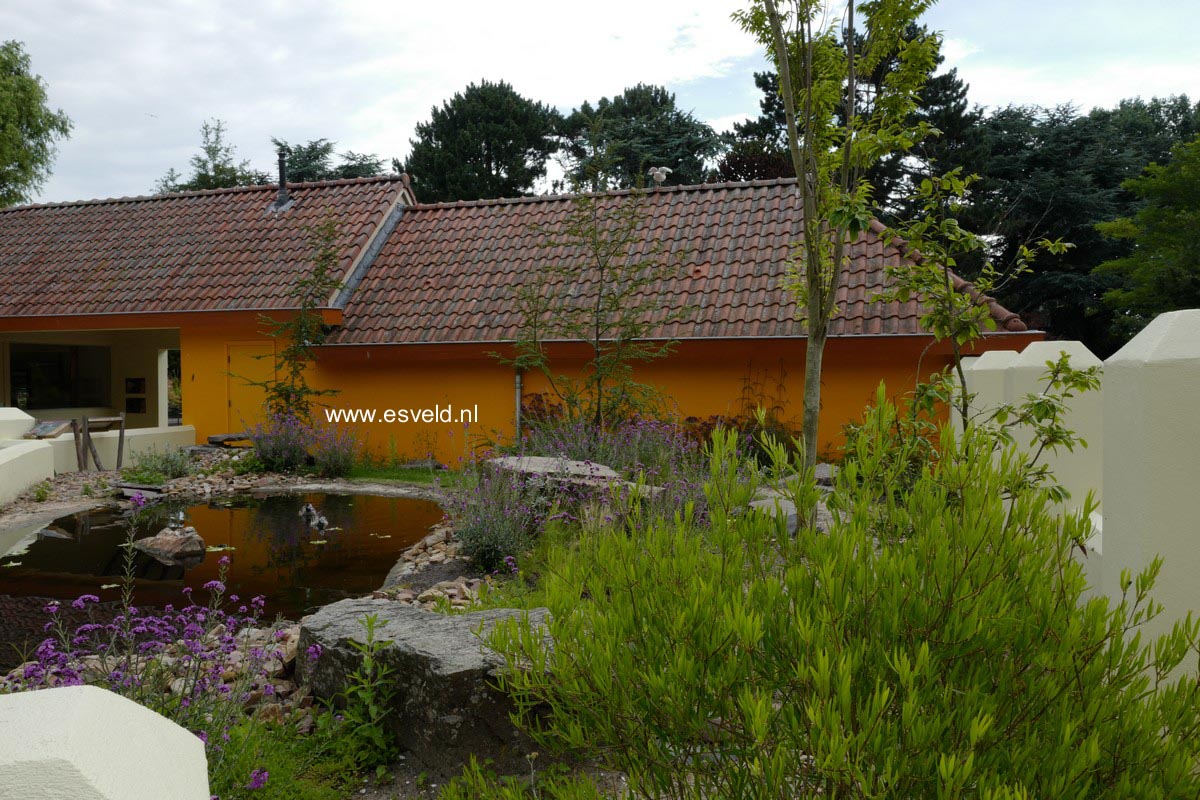 Phillyrea angustifolia