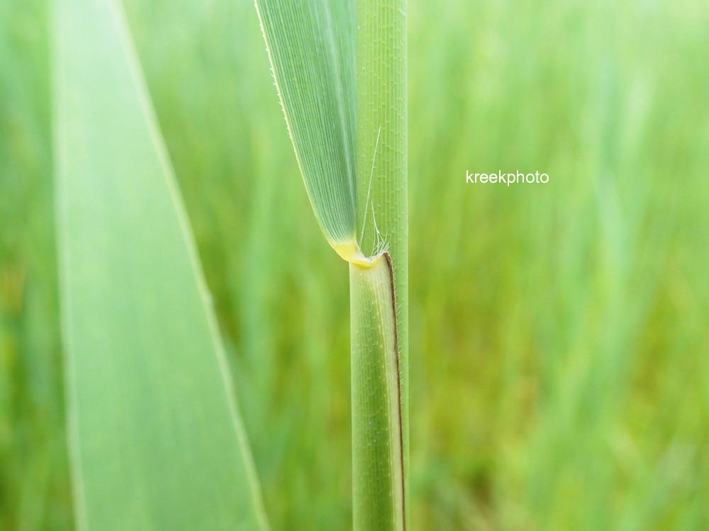 Phragmites australis