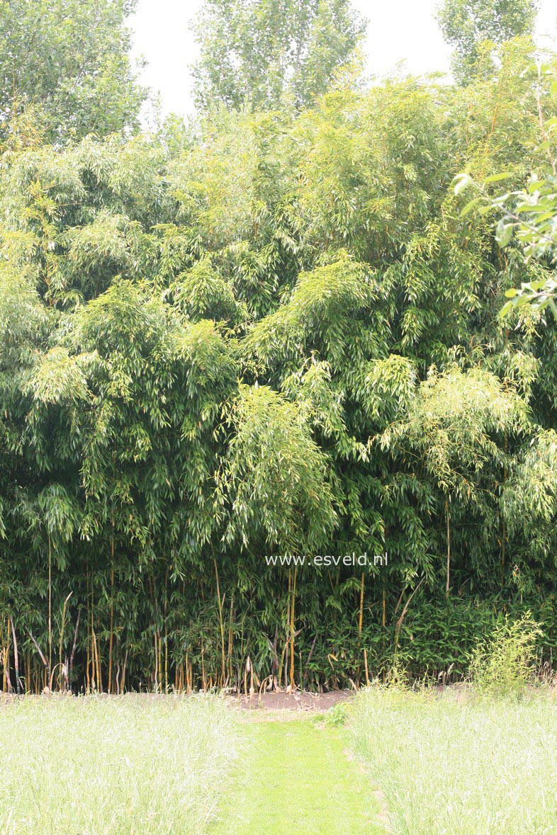 Phyllostachys aureosulcata 'Spectabilis'