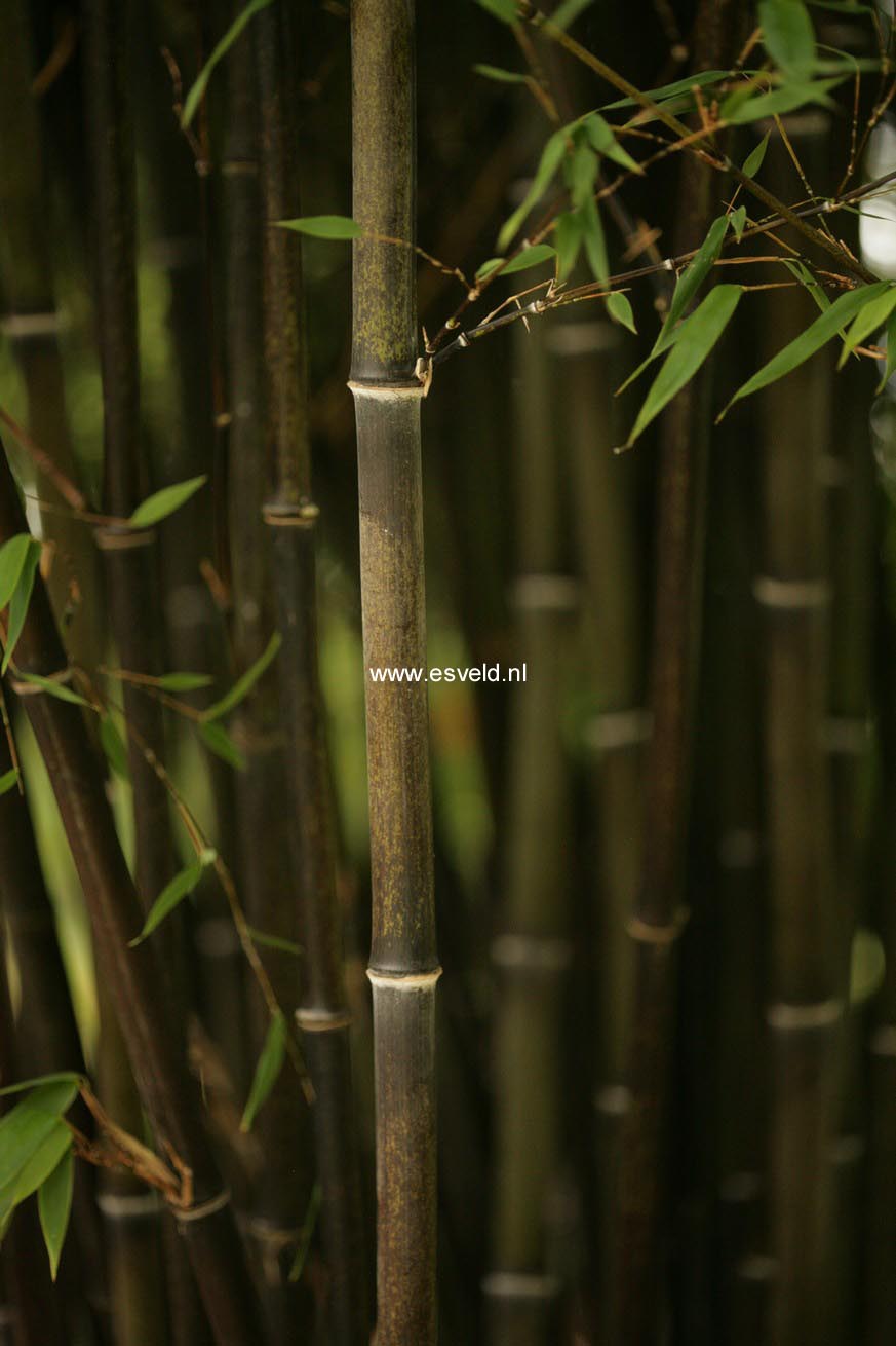 Phyllostachys nigra