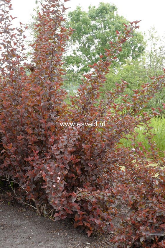 Physocarpus opulifolius 'Andre'