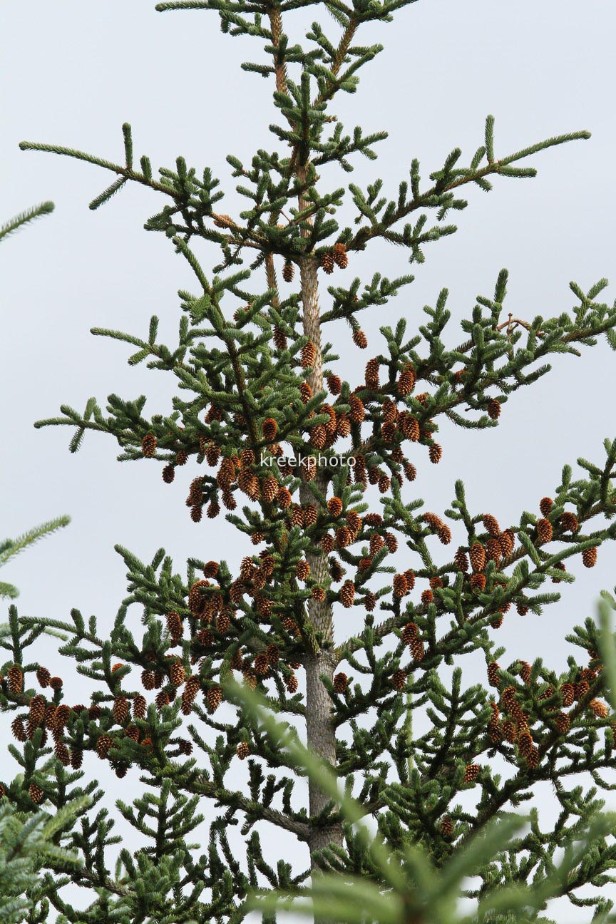 Picea abies