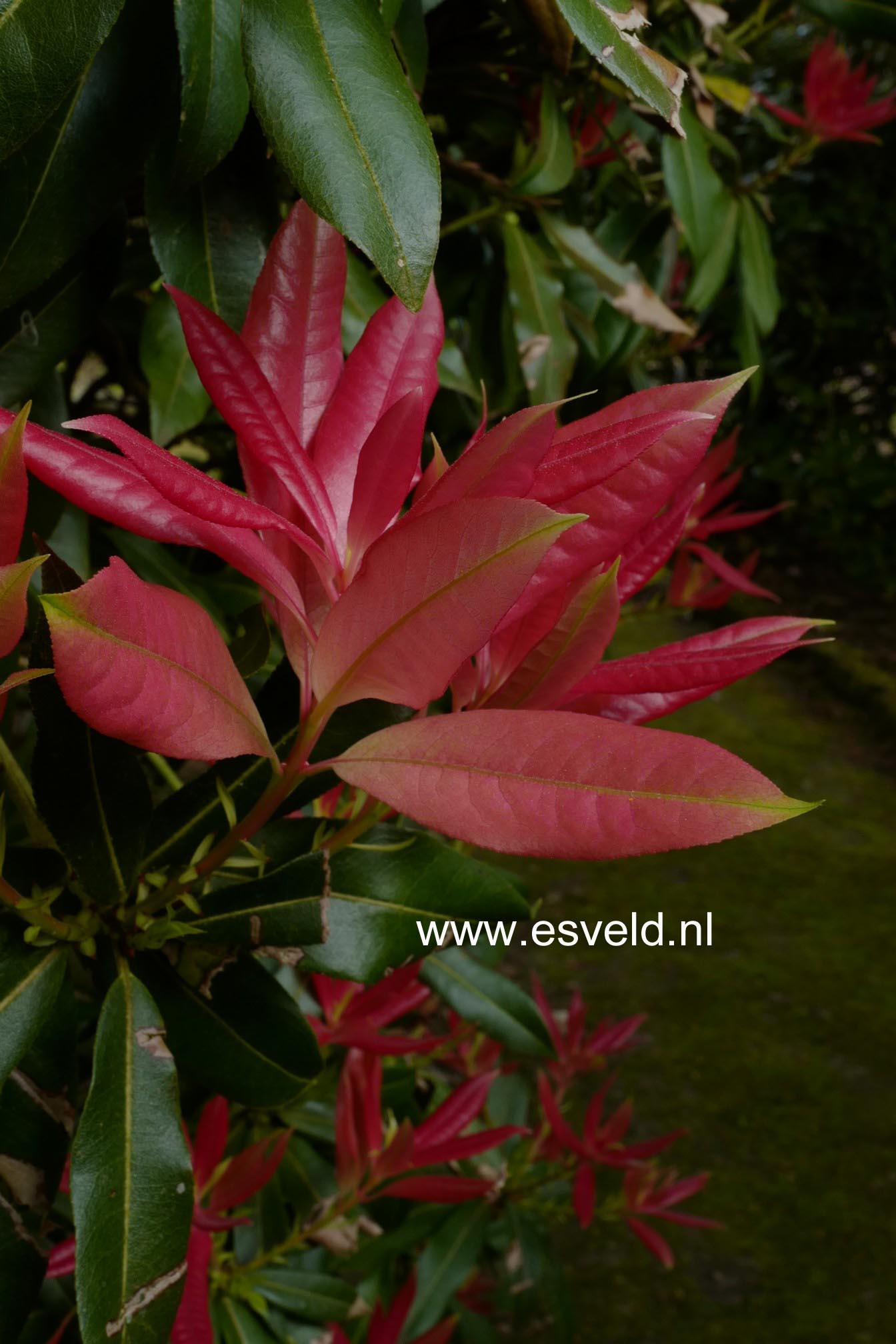Pieris formosa 'Wakehurst'