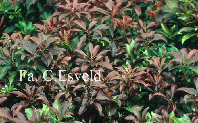 Pieris japonica 'Katsura'