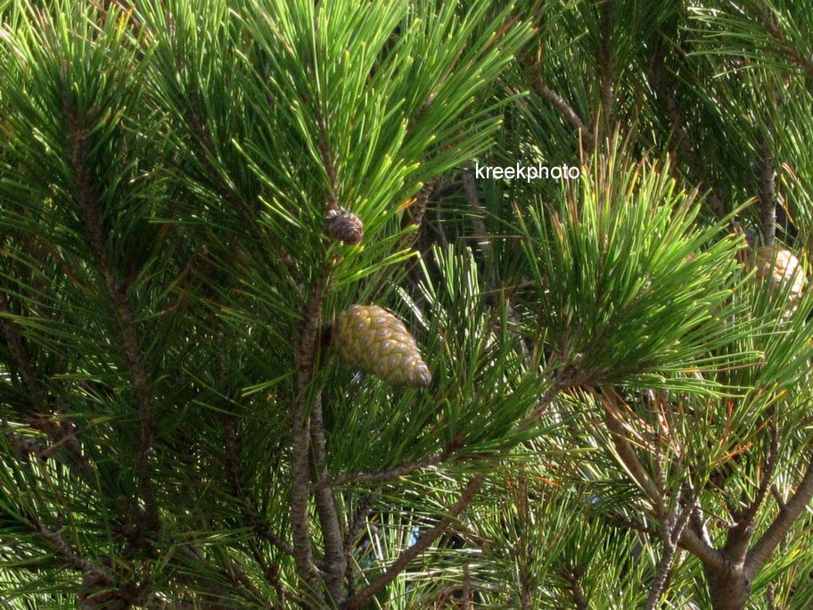 Pinus halepensis