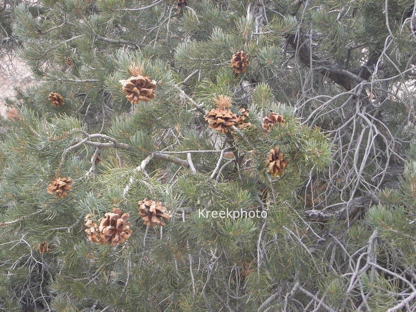 Pinus monophylla