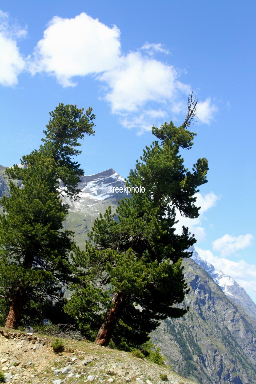 Pinus mugo subsp. uncinata