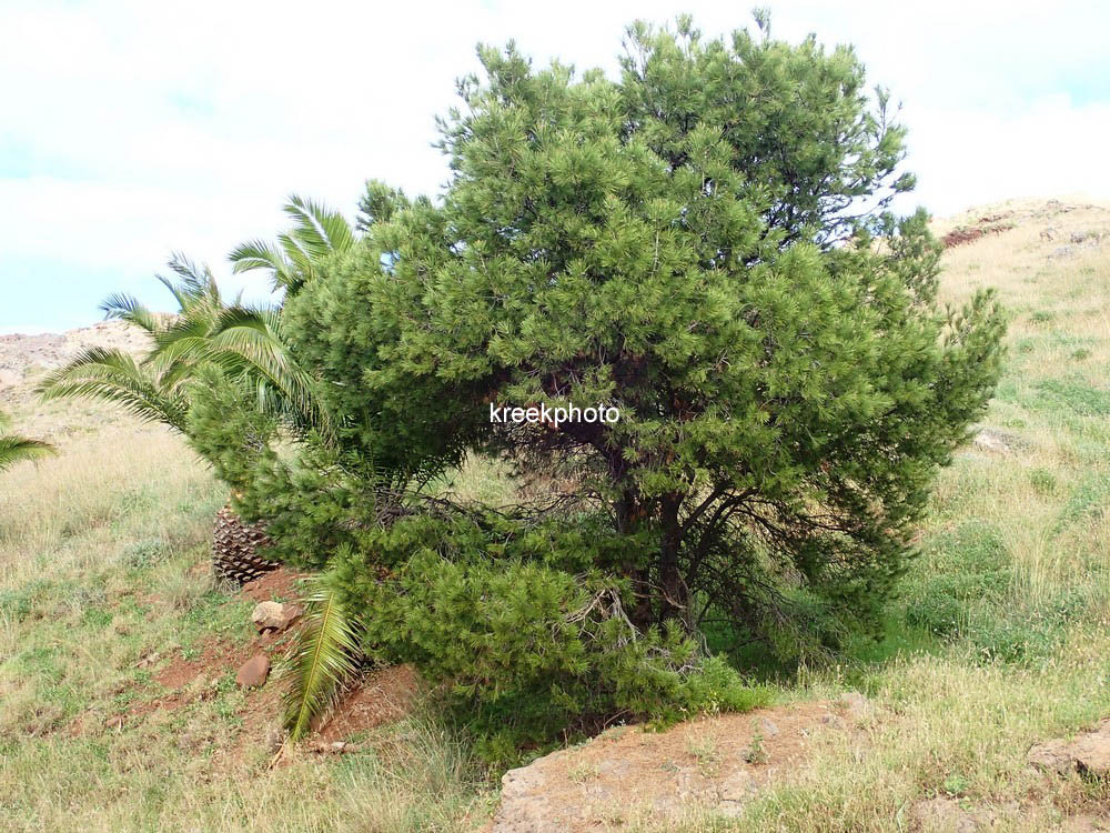 Pinus pinaster