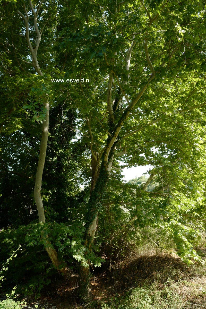 Platanus orientalis