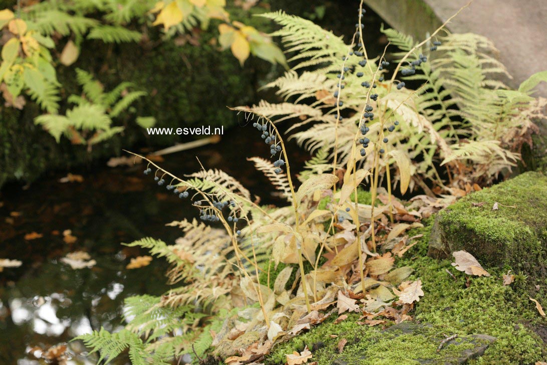 Polygonatum multiflorum