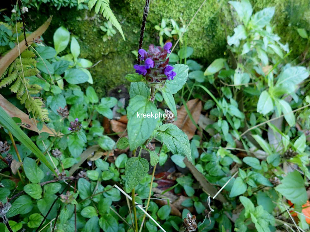 Prunella vulgaris