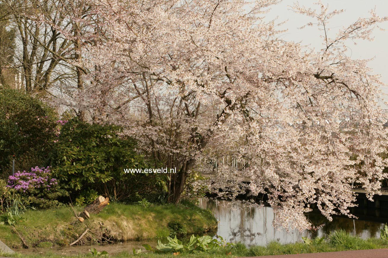 Prunus nipponica 'Felice'