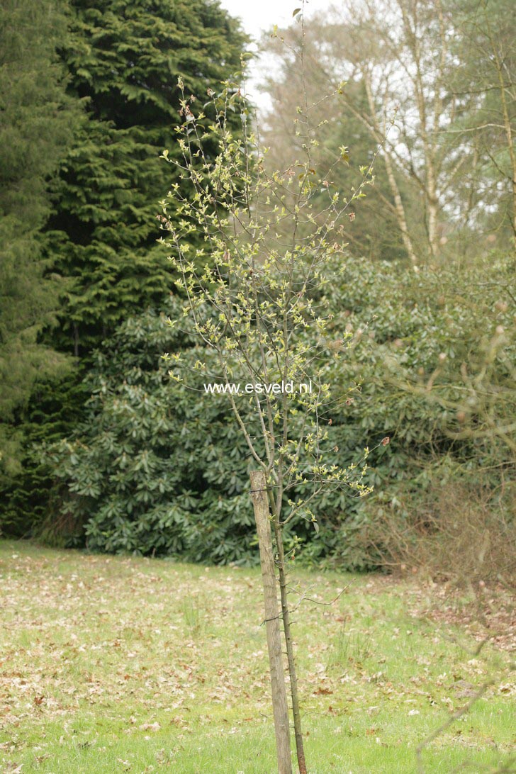 Pseudocydonia sinensis