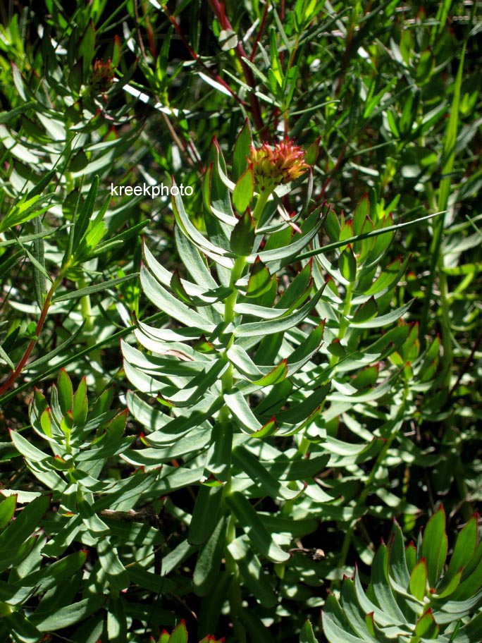 Rhodiola rosea