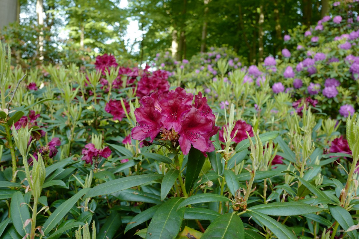 Rhododendron 'Black Sport'