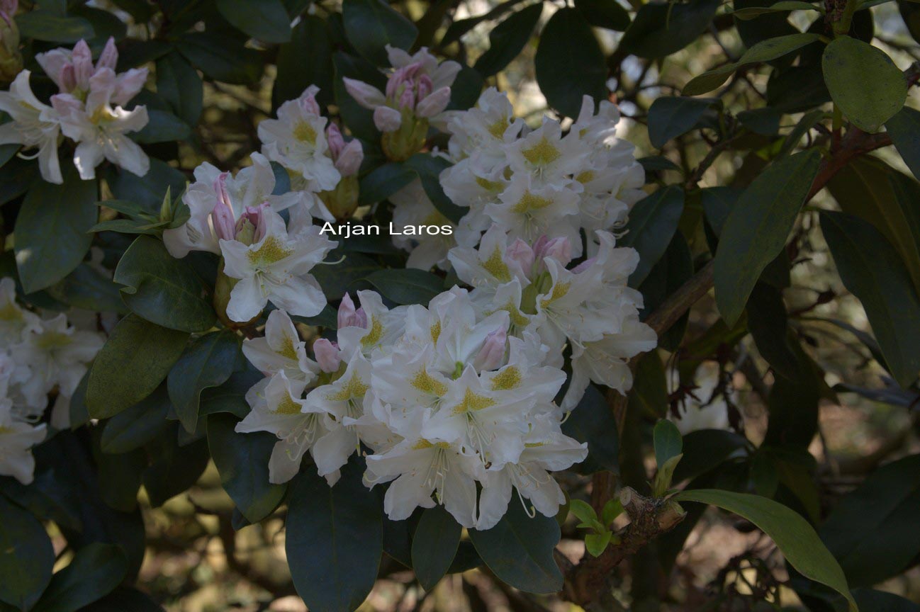 Rhododendron 'Cunningham's White'