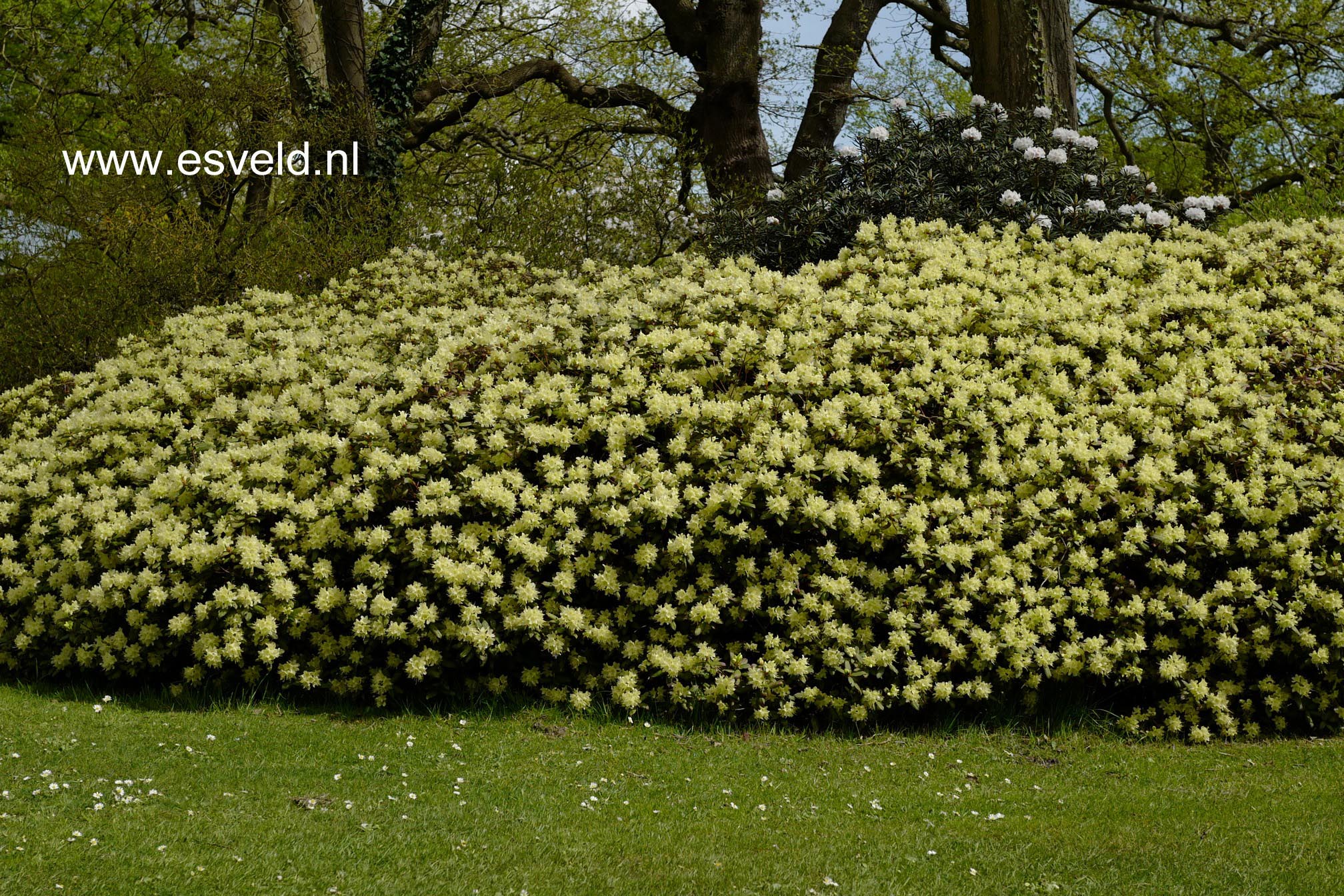 Rhododendron 'Princess Anne'