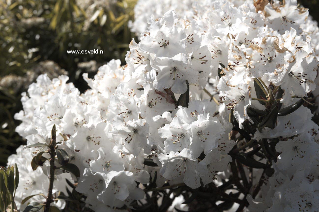 Rhododendron aberconwayi