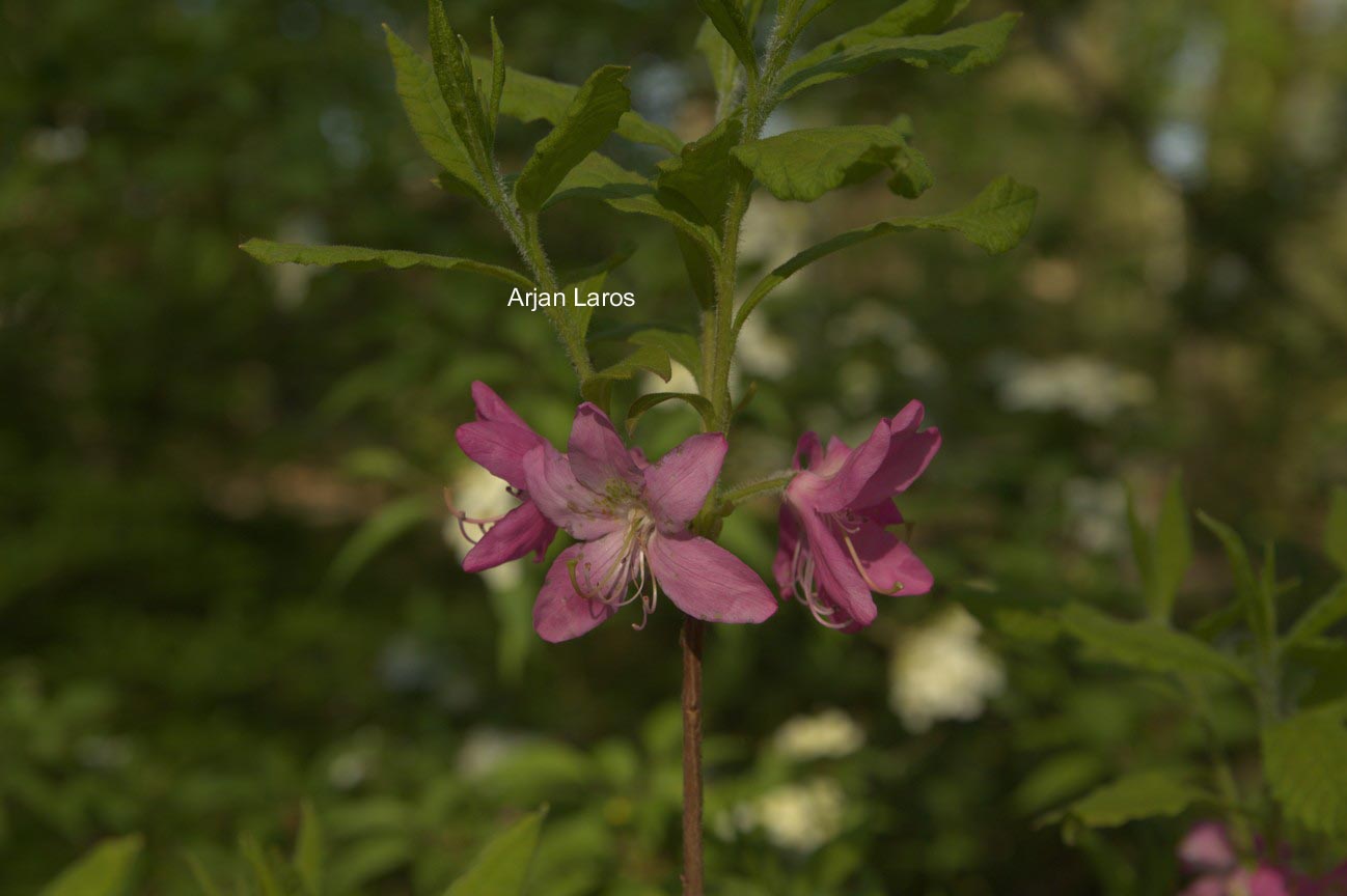 Rhododendron albrechtii