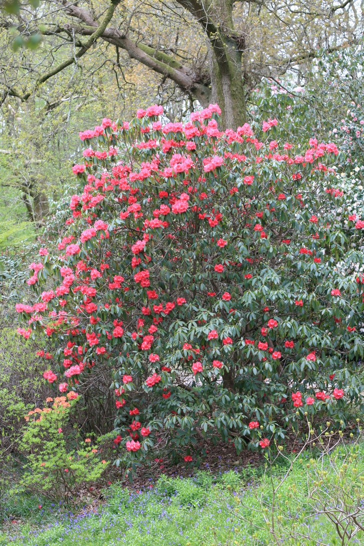 Rhododendron arboreum