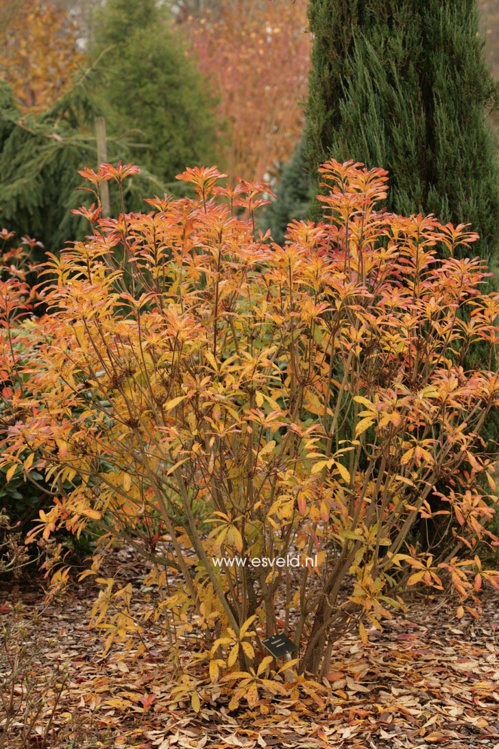 Rhododendron calendulaceum