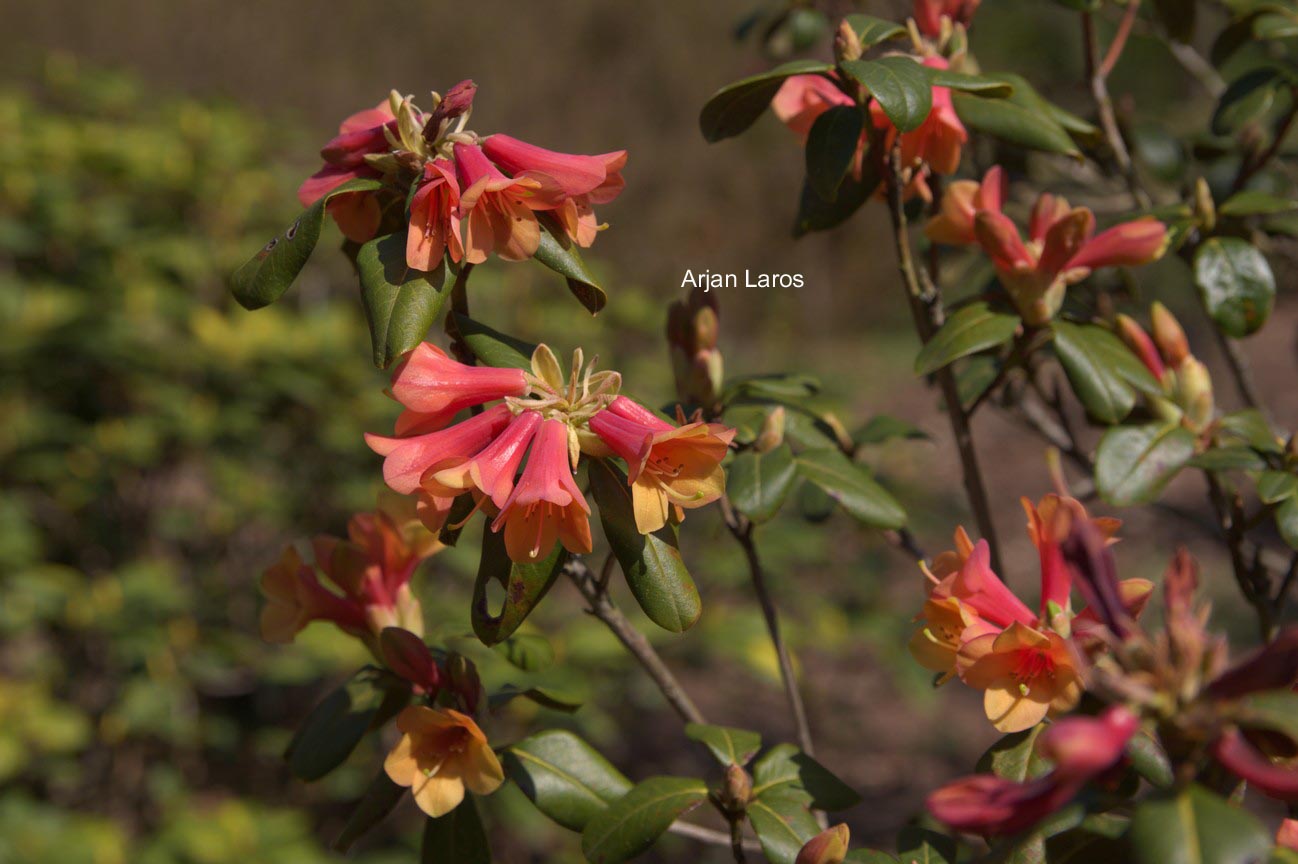 Rhododendron cinnabarinum