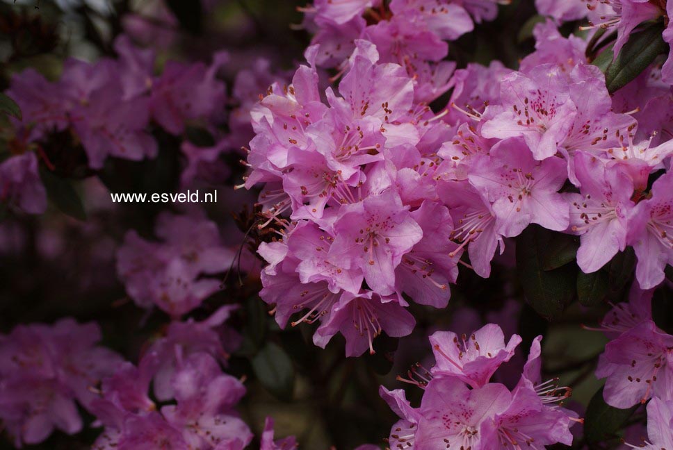 Rhododendron cuneatum
