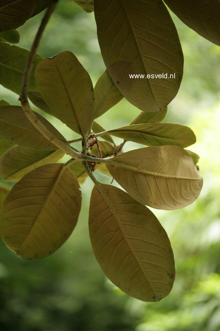 Rhododendron falconeri