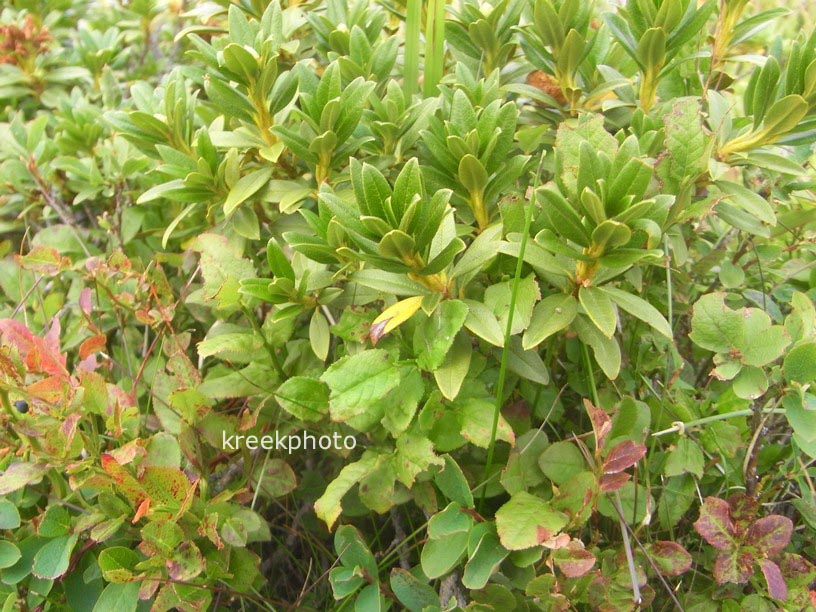 Rhododendron ferrugineum
