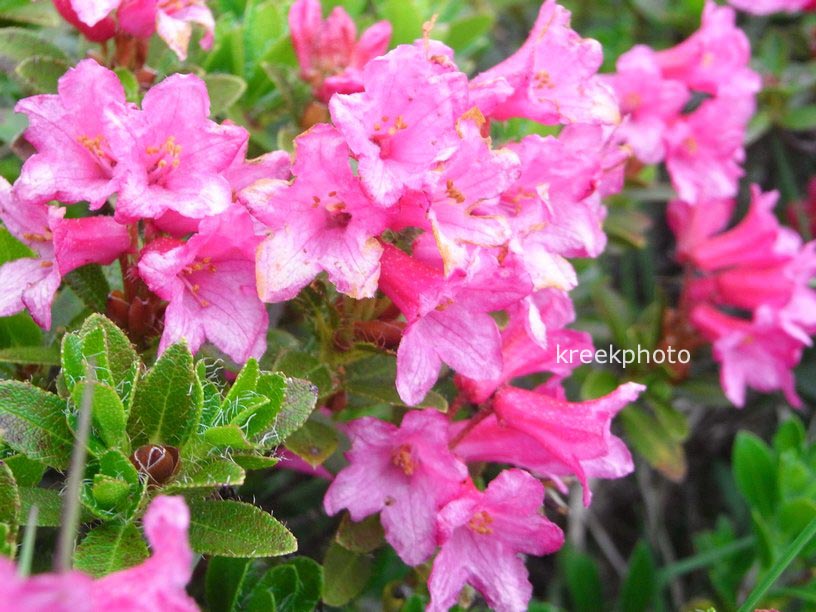 Rhododendron hirsutum
