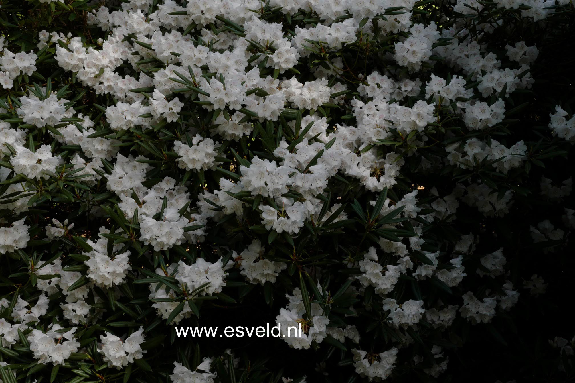 Rhododendron hyperythrum