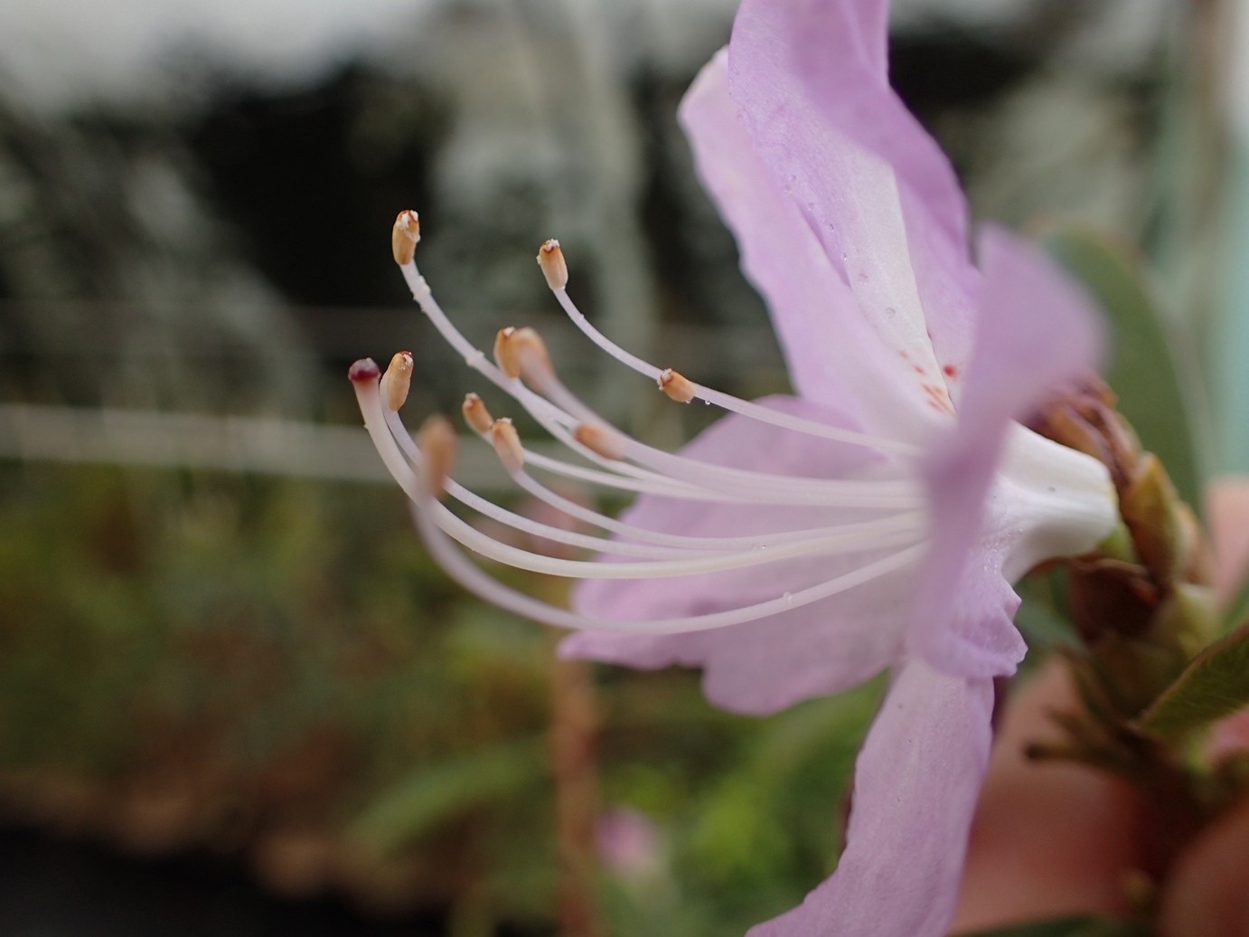 Rhododendron lochmium