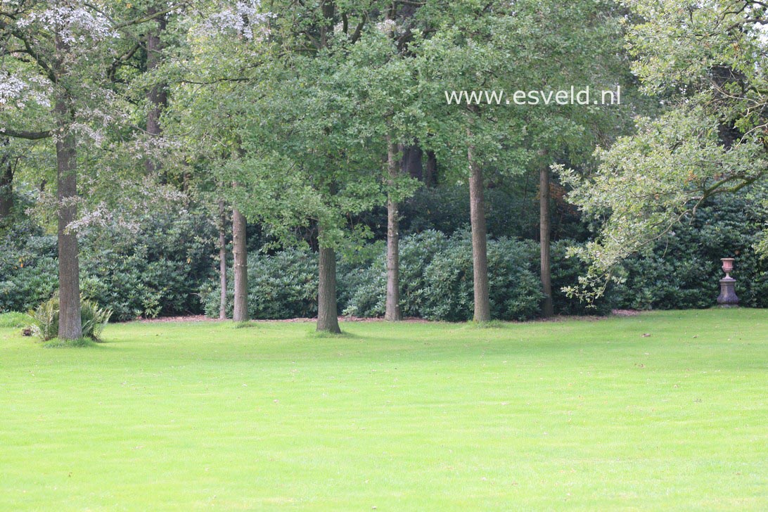 Rhododendron ponticum