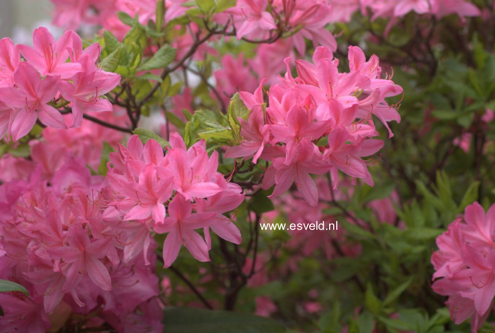 Rhododendron prinophyllum