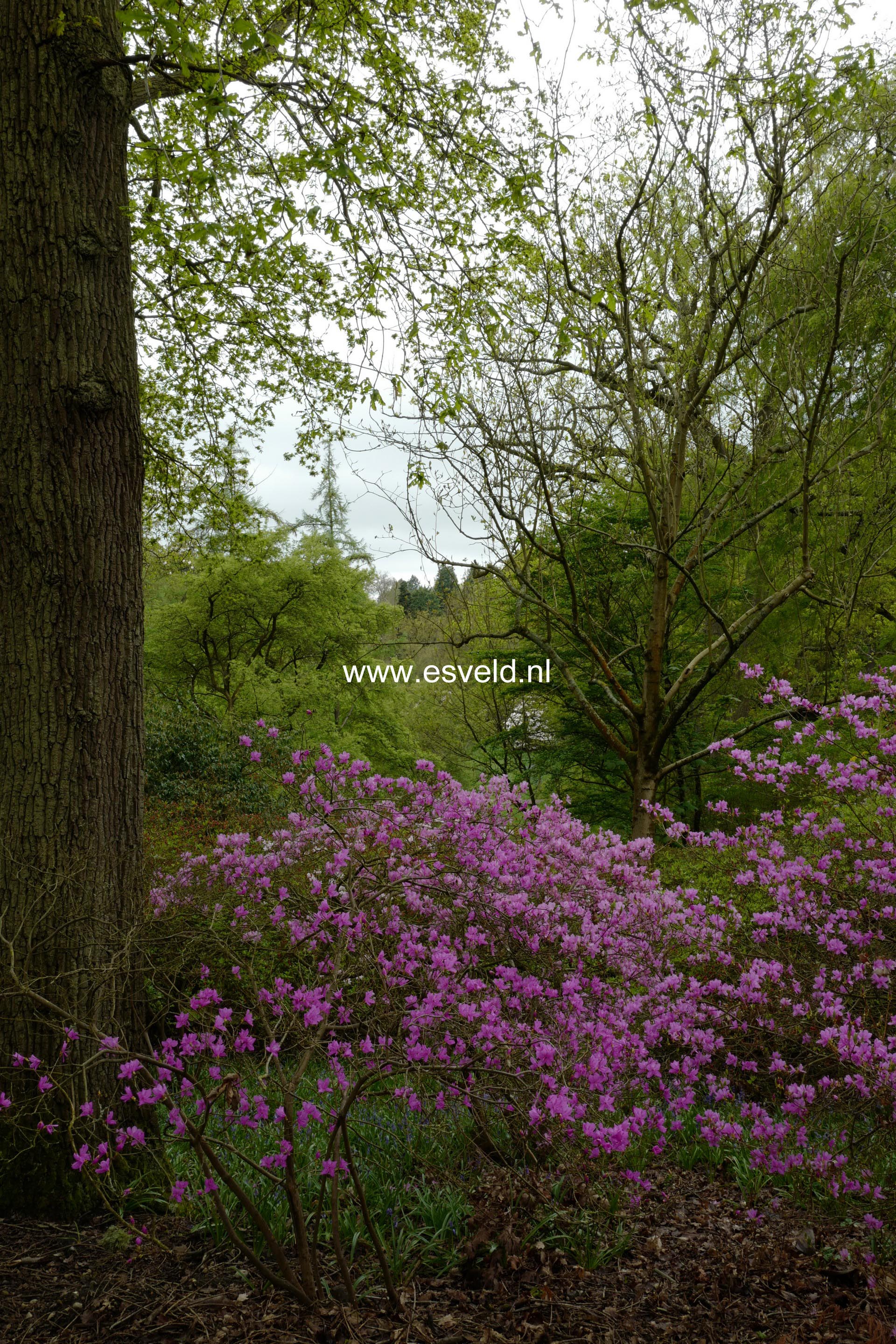 Rhododendron reticulatum