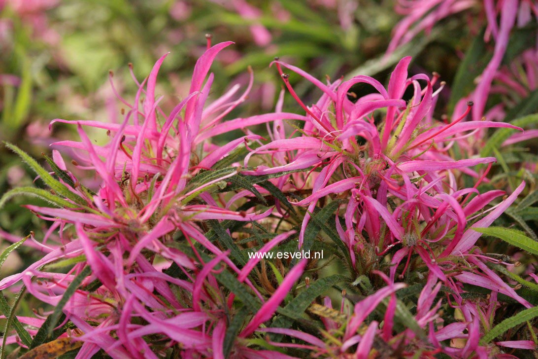Rhododendron stenopetalum 'Linearifolium'