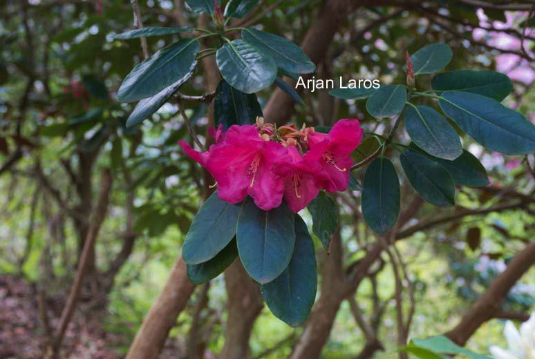 Rhododendron thomsonii