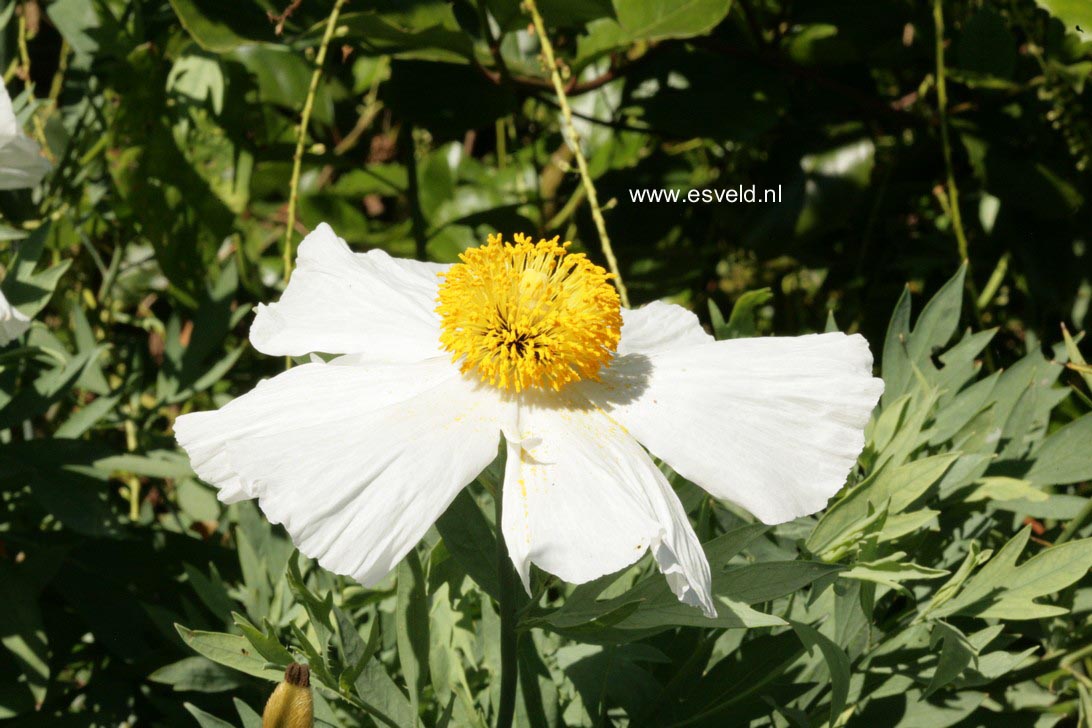 Romneya coulteri
