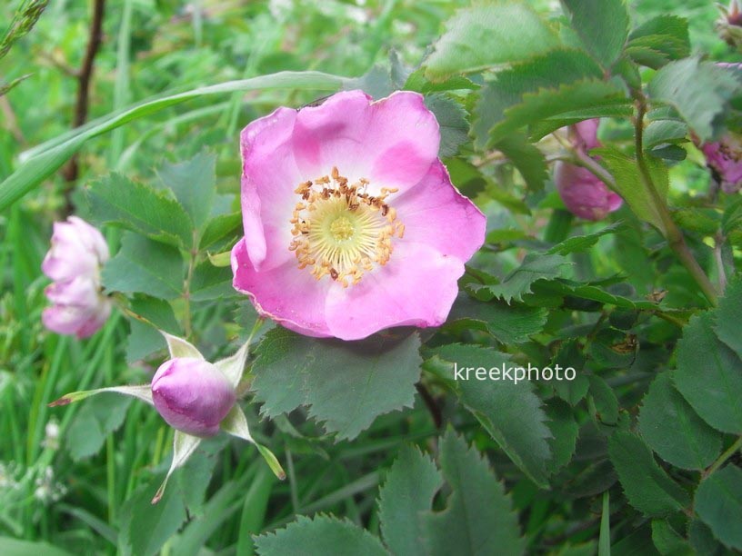 Rosa pendulina