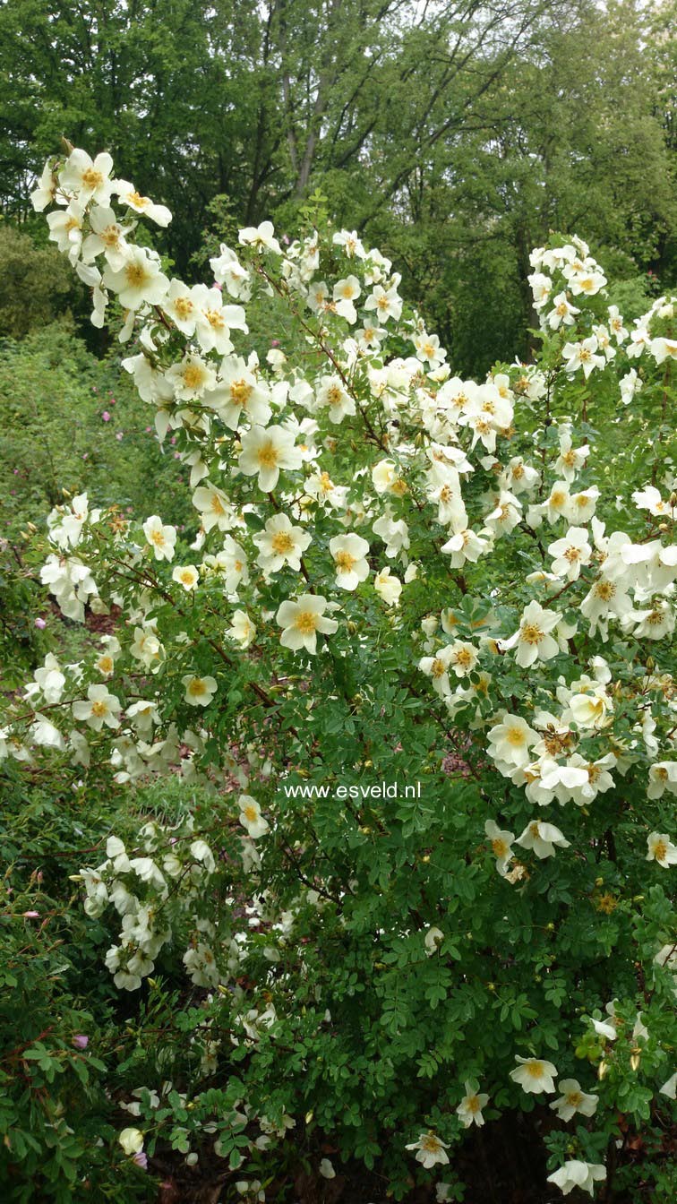 Rosa pimpinellifolia