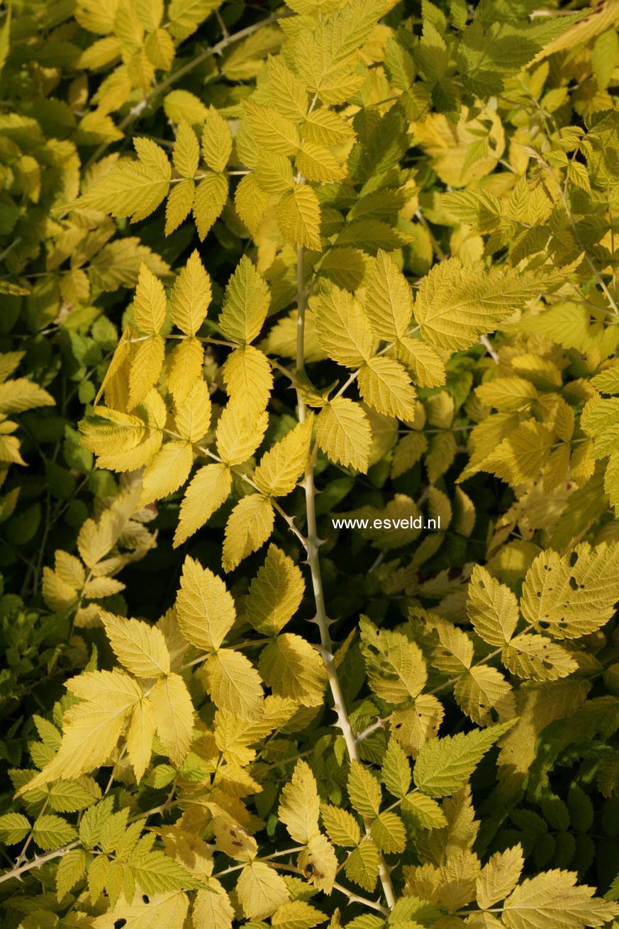 Rubus cockburnianus 'Wyego' (GOLDEN VALE)