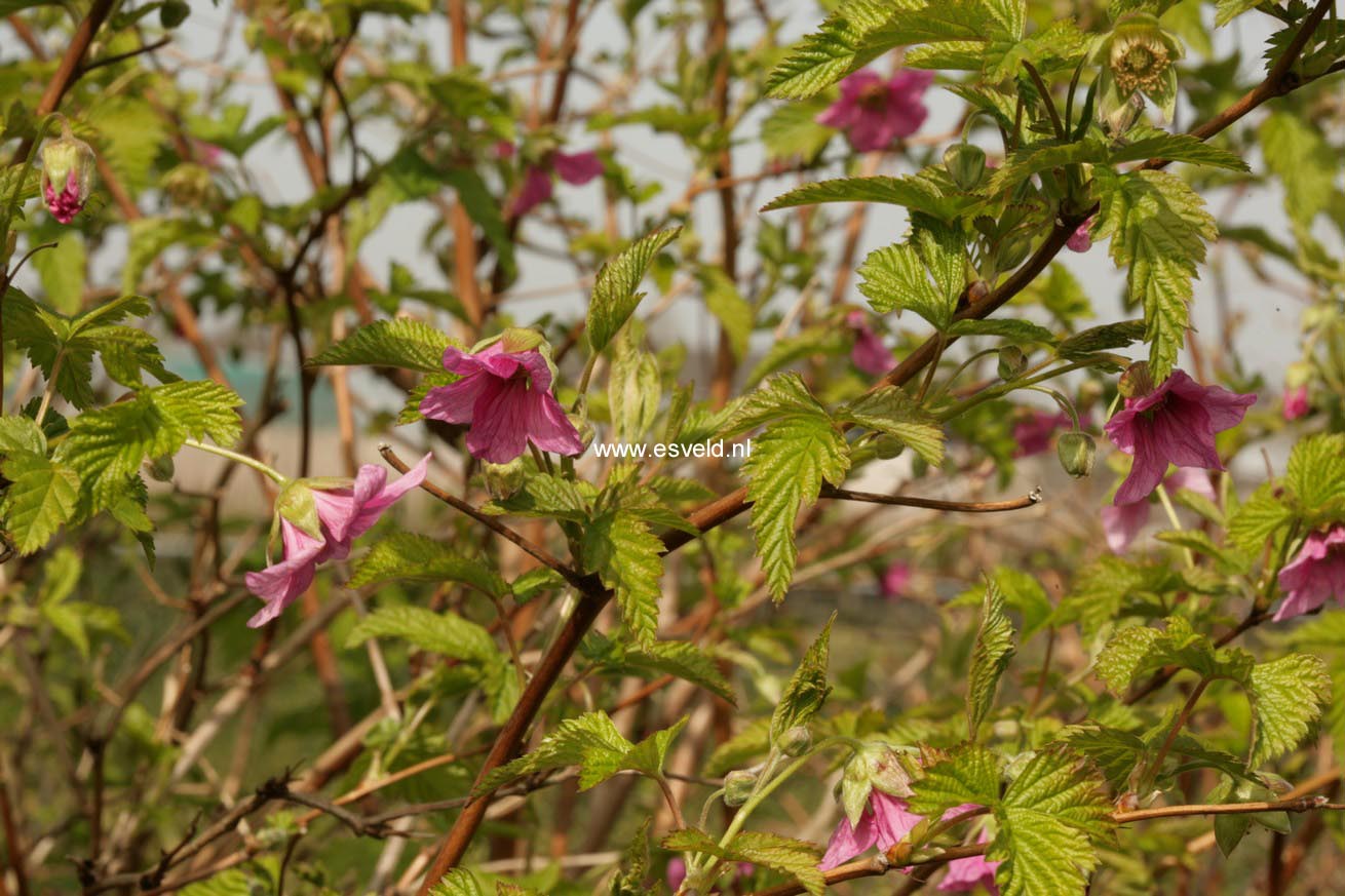 Rubus spectabilis