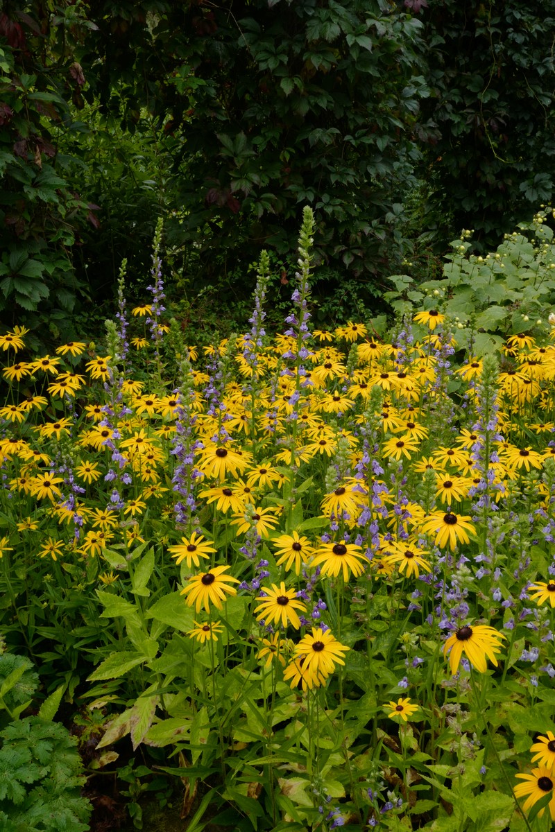Rudbeckia fulgida var. deamii