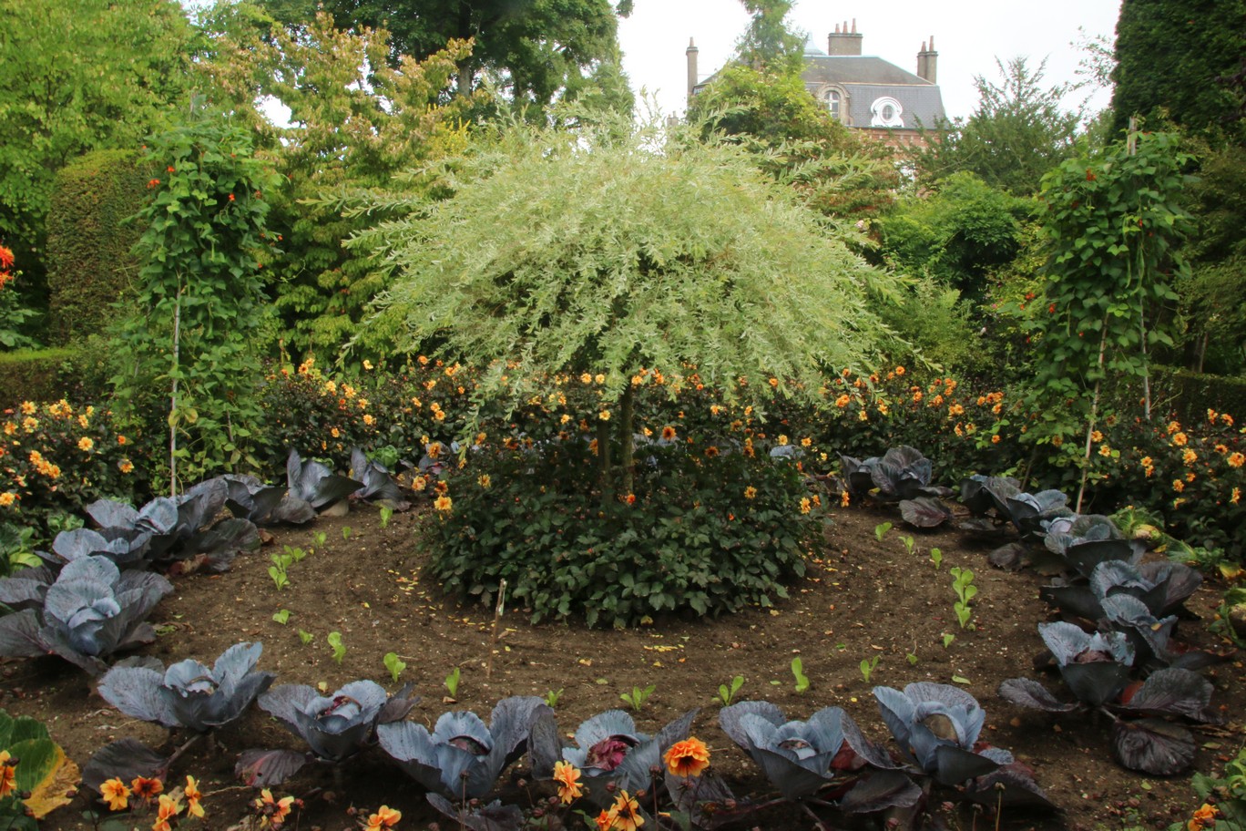 Salix integra 'Hakuro nishiki'