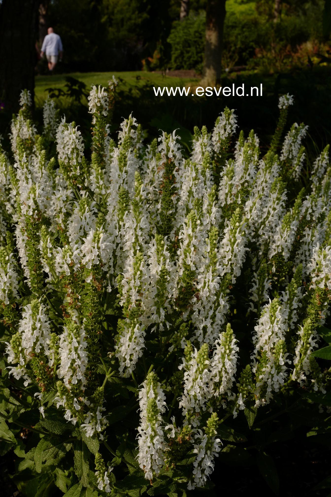 Salvia nemorosa 'Schneehuegel'