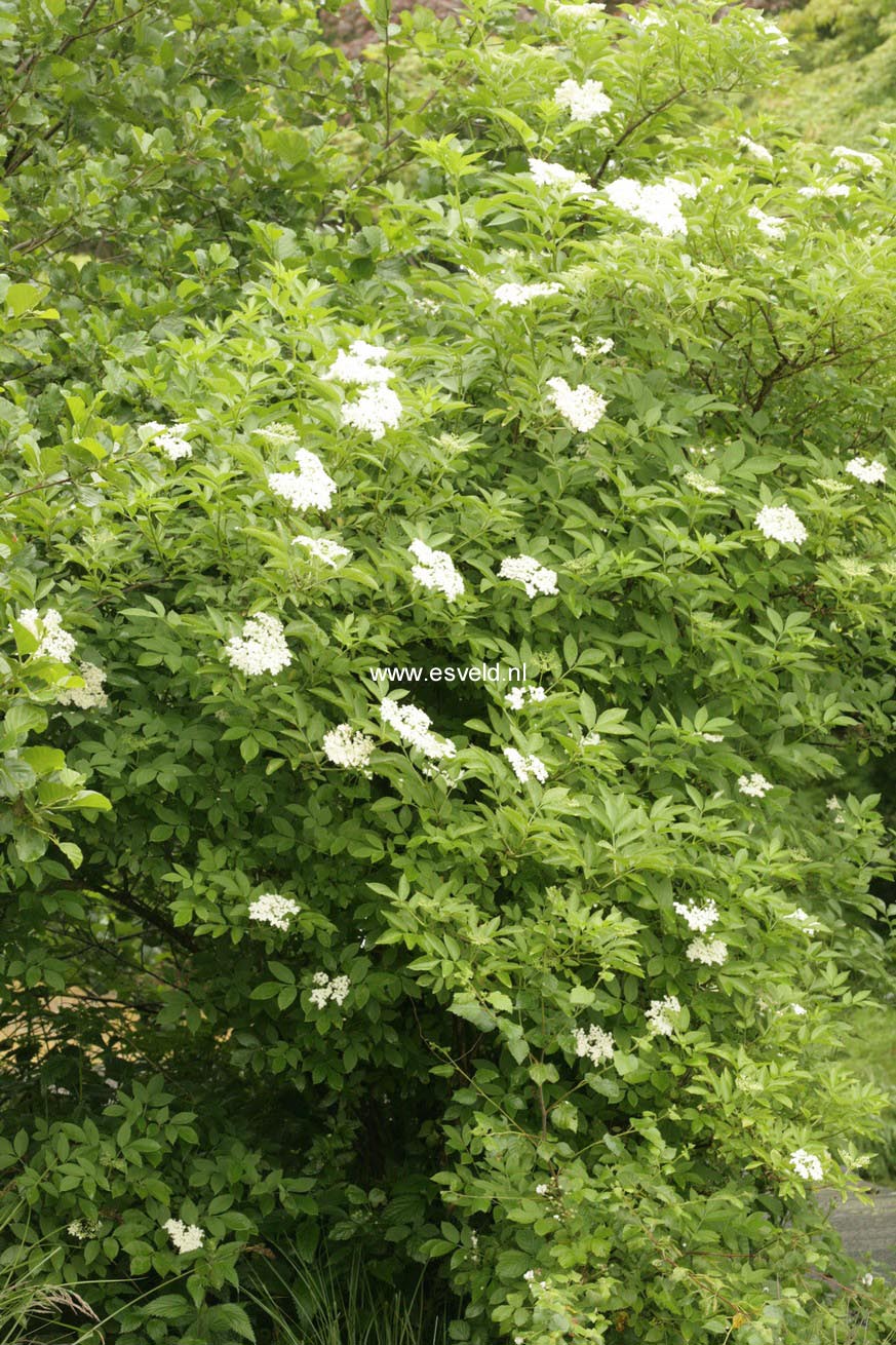Sambucus nigra