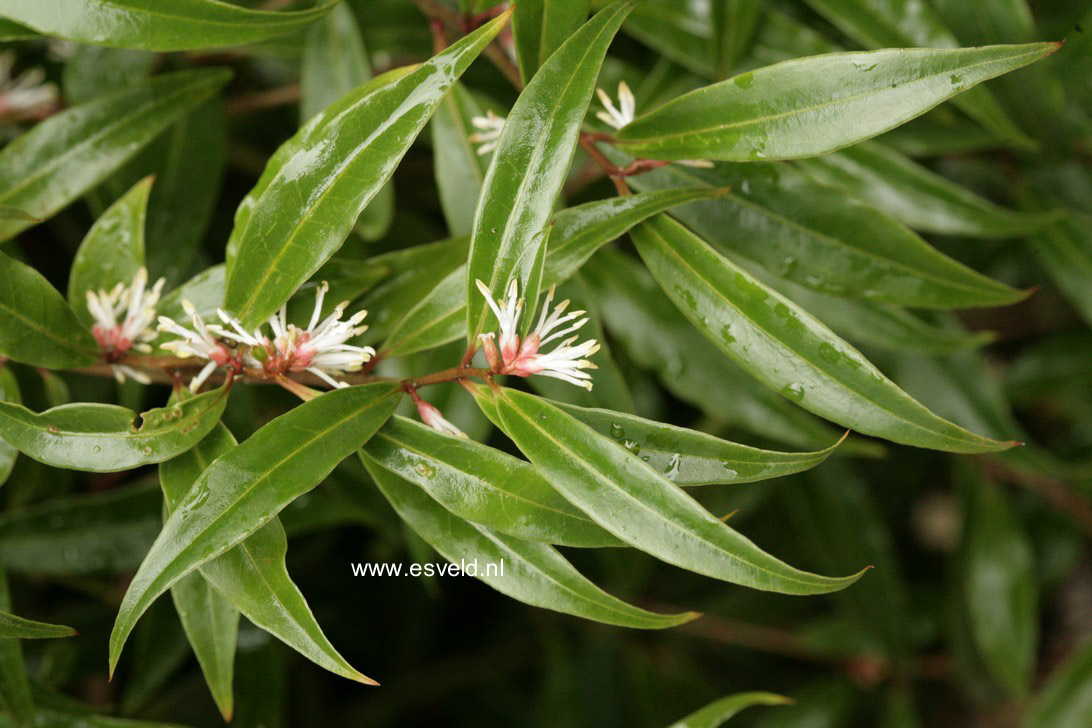 Sarcococca hookeriana digyna