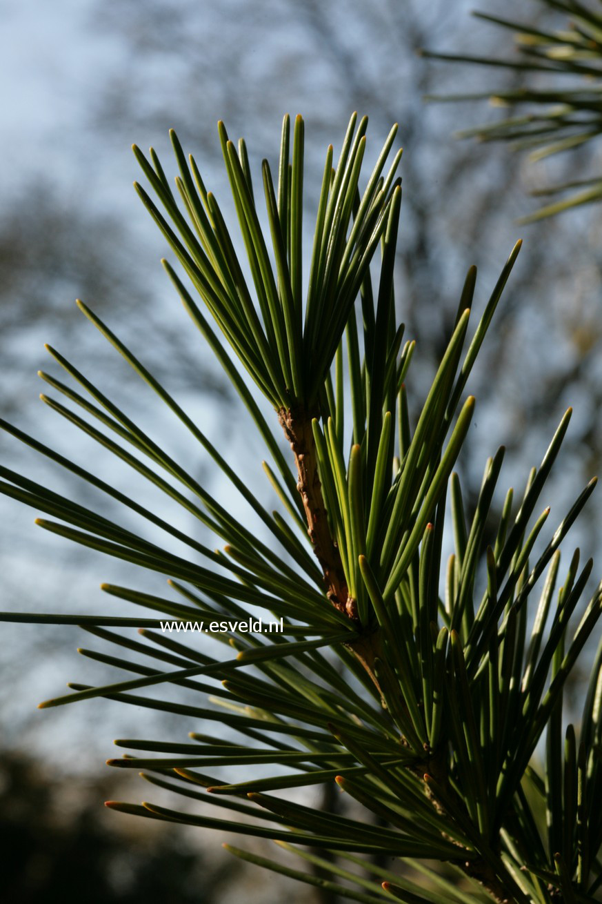 Sciadopitys verticillata