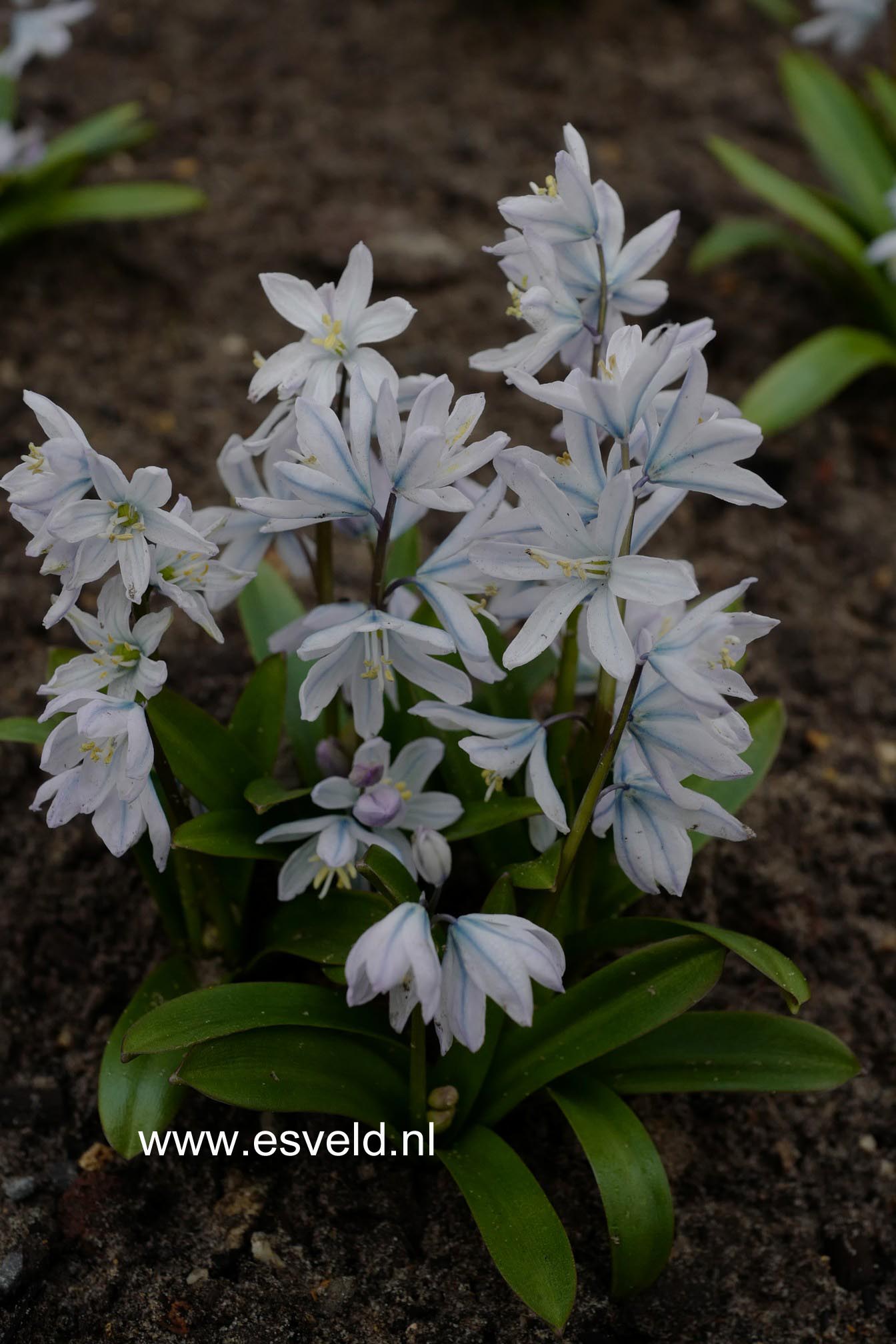 Scilla mischtschenkoana