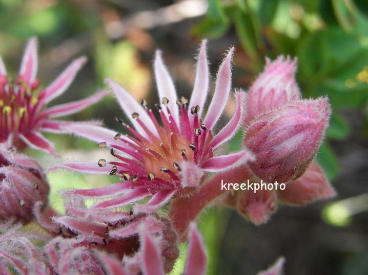 Sempervivum tectorum